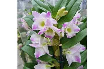 Dendrobium nobile 'Kumiko'