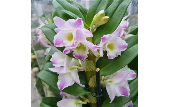 Dendrobium nobile 'Kumiko'