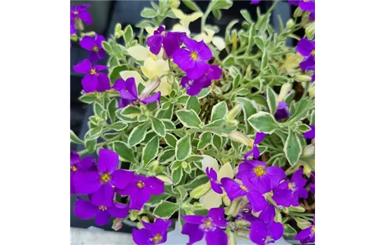 Aubrieta x cultorum 'Dr. Mules Variegata'