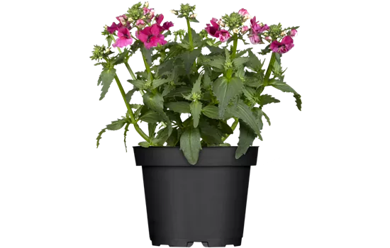 Nemesia SUNSATIA™ PLUS 'Ciruela Improved'