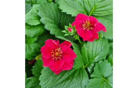 Fragaria x ananassa 'Summer Breeze Rose'