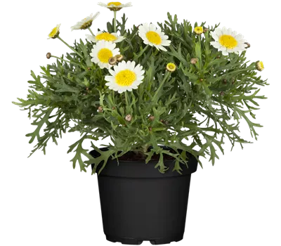 Argyranthemum frutescens, weiß