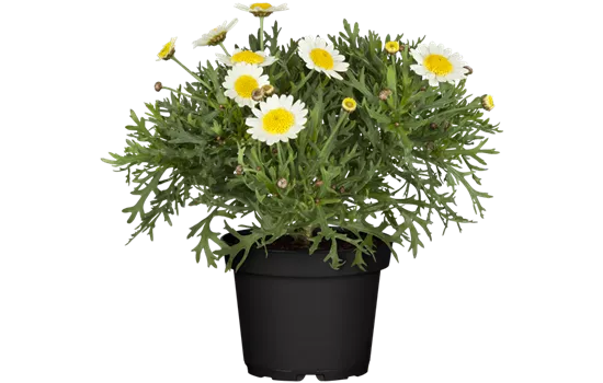 Argyranthemum frutescens, weiß