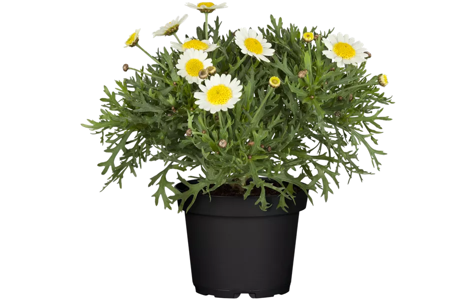 Argyranthemum frutescens, weiß