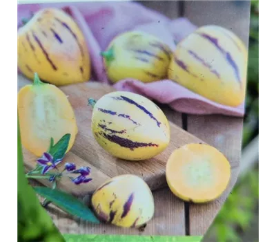 Solanum muricatum 'Copa'®