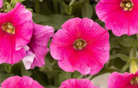 Petunia SURFINIA™ 'Hot Pink 05'