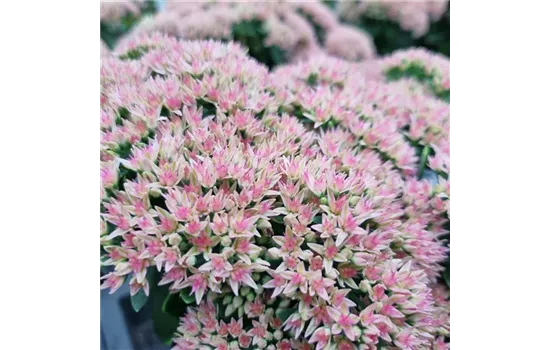 Sedum telephium 'Herbstfreude'