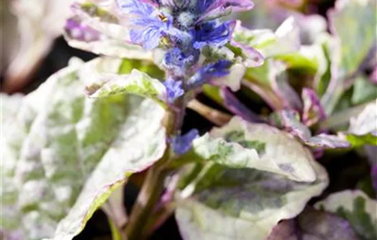 Ajuga 'Burgundy Glow'