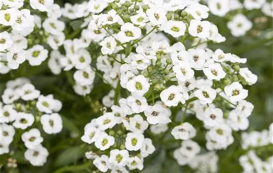 Lobularia maritima 'Snow Princess'