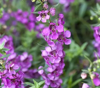 Angelonia angustifola, pink