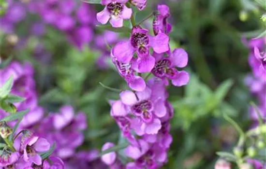 Angelonia angustifola, pink