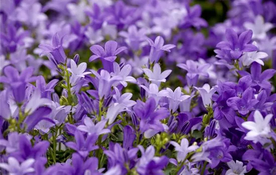 Campanula portenschlagiana