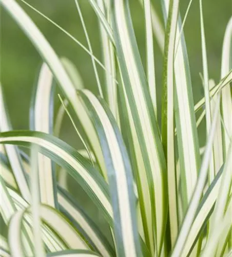 Carex oshimensis 'Evergold'