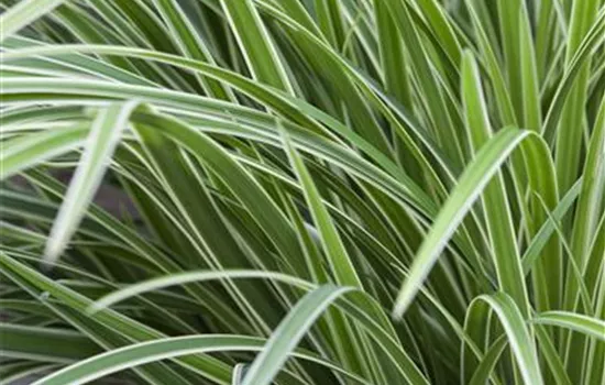 Carex morrowii 'Ice Dance'