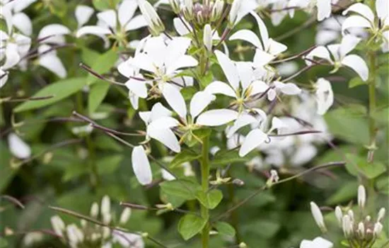 Cleome spinosa 'Señorita Blanca'