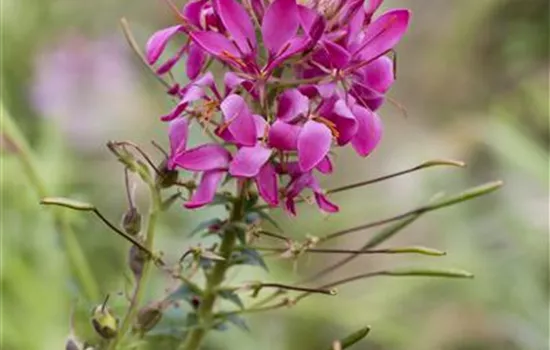 Cleome spinosa, pink