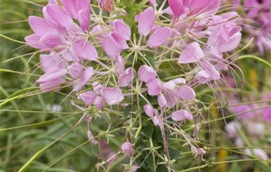 Cleome spinosa, rosa