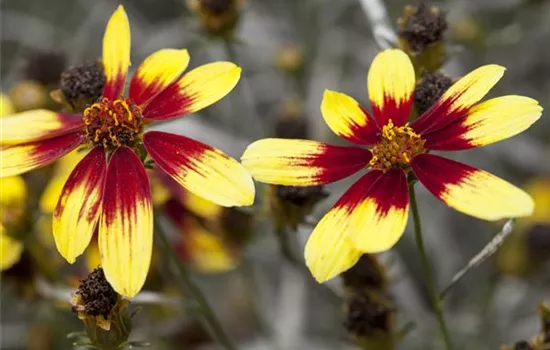 Coreopsis 'Bengal Tiger'