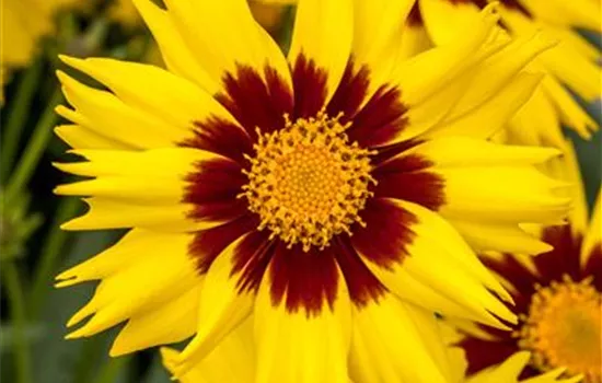 Coreopsis grandiflora 'SunKiss'