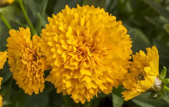 Coreopsis grandiflora, gelb gefüllt