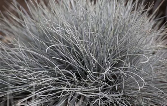 Festuca glauca 'Eisvogel'