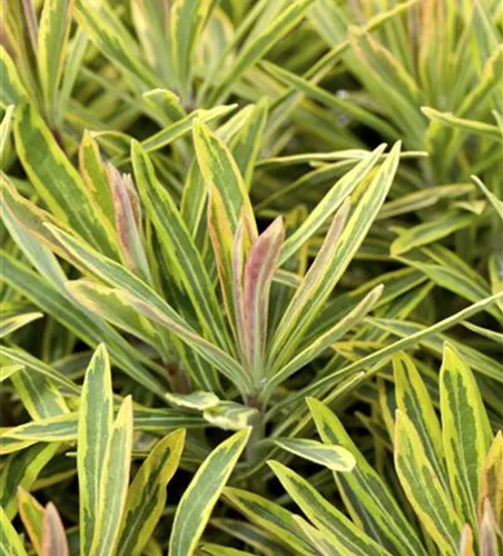 Euphorbia polychroma 'Ascot Rainbow'