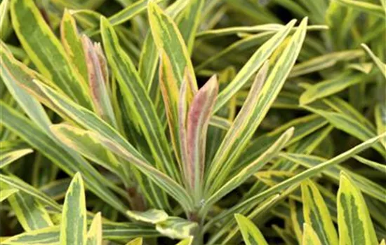 Euphorbia polychroma 'Ascot Rainbow'