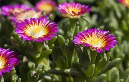 Mittagsblume Wheels of Wonder® 'Purple Wonder'