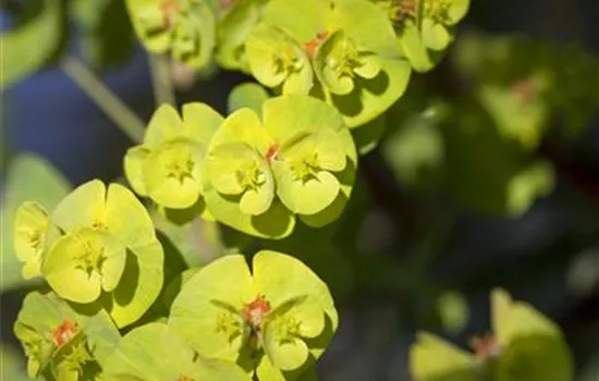 Euphorbia x martinii 'Athene'