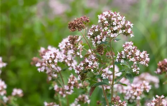 Italienischer Majoran 'Venezia'