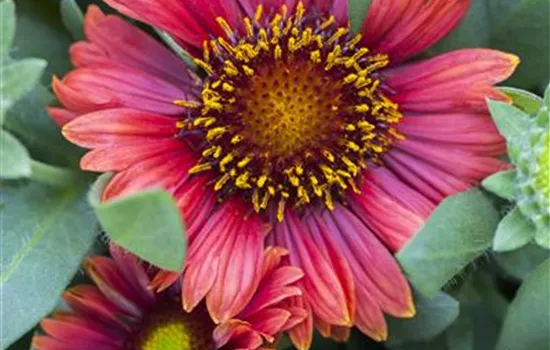 Gaillardia x grandiflor, rot