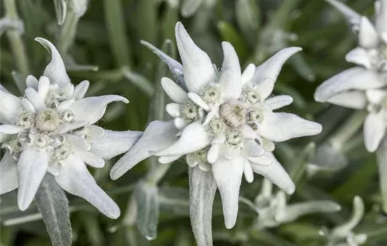 Garten Edelweiß 'Matterhorn'