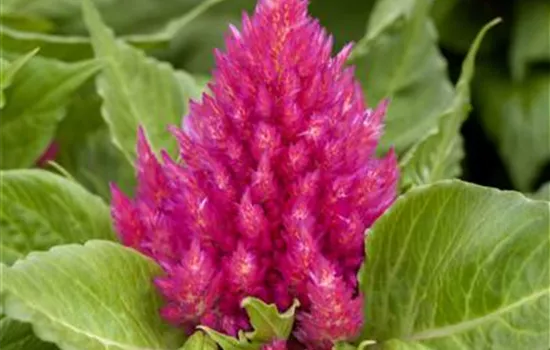 Federbusch 'Glow Pink'