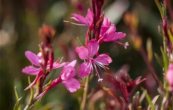 Gaura lindheimeri, pink