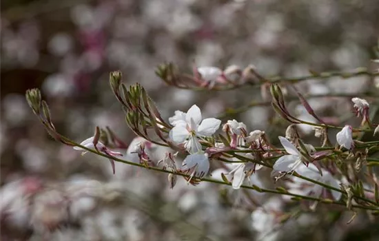 Gaura lindheimeri, weiß