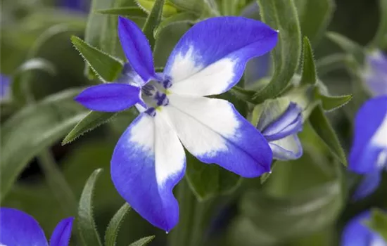 Lobelia richardii 'Summer Love'