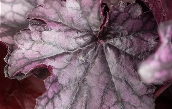 Heuchera 'Milan'