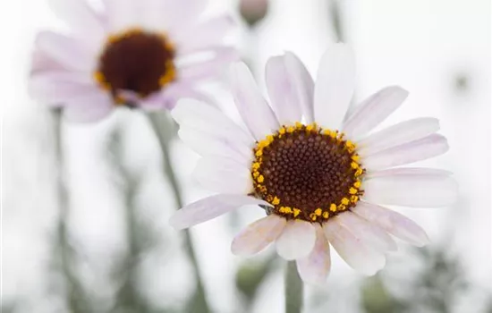 Marokko Margerite 'African Spring'