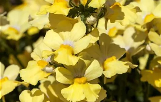 Nemesia 'Sunsatia', gelb