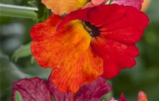 Nemesia 'Sunsatia', orange