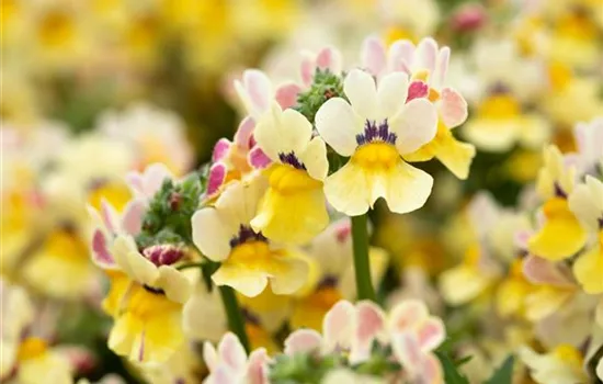 Nemesia 'Sunsatia', zitronengelb