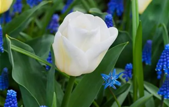 Tulpe 'Calgary'