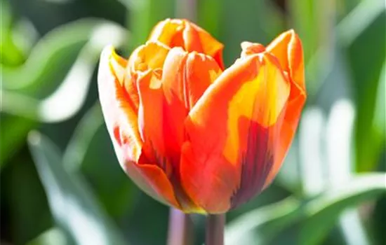 Tulpe 'Hermitage'