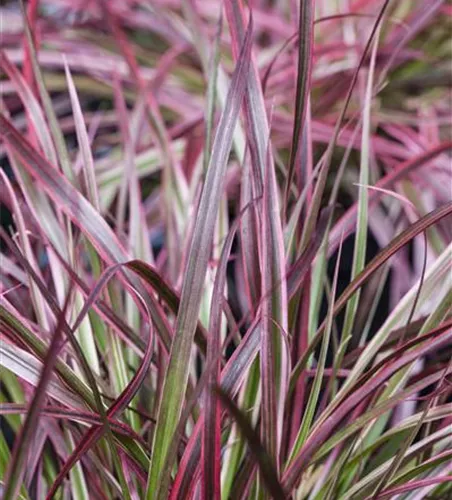 Pennisetum 'Fireworks'(s)