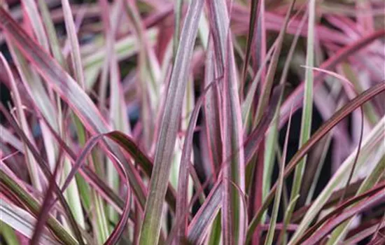 Pennisetum 'Fireworks'(s)