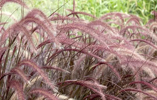 Pennisetum setaceum 'Rubrum'