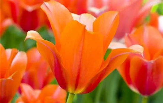 Tulpe 'Orange van Eijk'