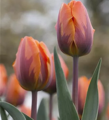 Tulpe 'Prinses Irene' 