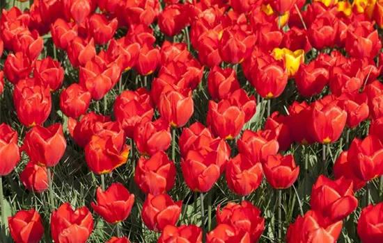 Tulpe 'Red Paradise'