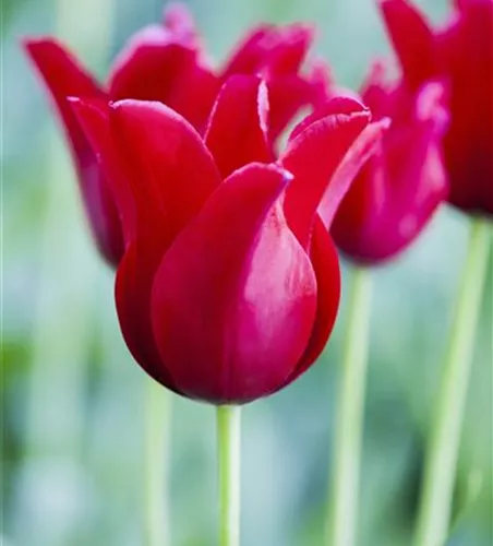 Tulpe 'Rotkäppchen'